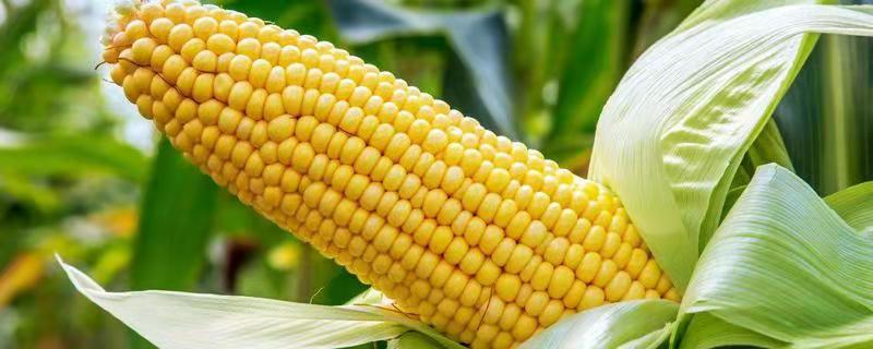 迪卡c3061玉米种子积温多少，附简介 迪卡c1563玉米种子积温