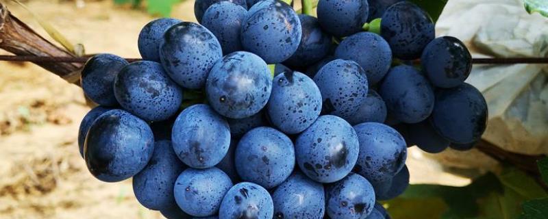 蓝莓葡萄是什么品种 蓝莓葡萄是什么品种很甜