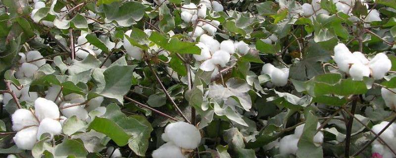 棉花加工步骤有哪些，棉花的生育期 棉花的加工流程图