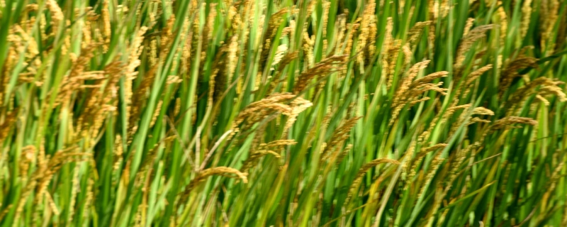 水稻扬花期遇高温怎么办，预防高温热害的措施有哪些