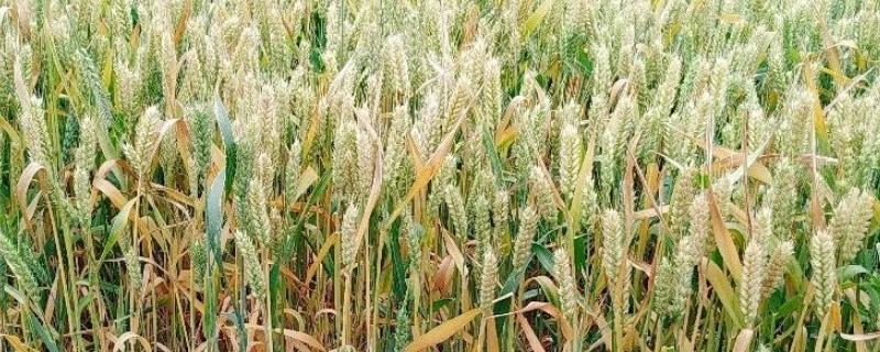 亩产量1800斤小麦品种 超高产小麦品种1800斤