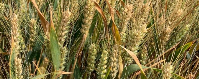 西农822小麦品种介绍 西农822小麦品种简介