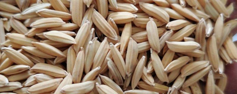 水稻繁殖方法，水稻种子需要消毒吗 水稻繁殖方法,水稻种子需要消毒吗为什么