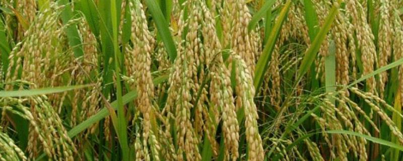 6612水稻品种介绍 6612水稻品种