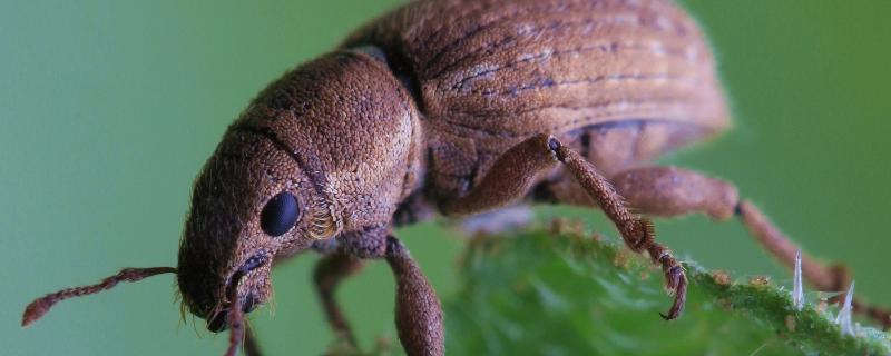 跳甲虫用什么农药才能根治，跳甲虫什么时间最活跃