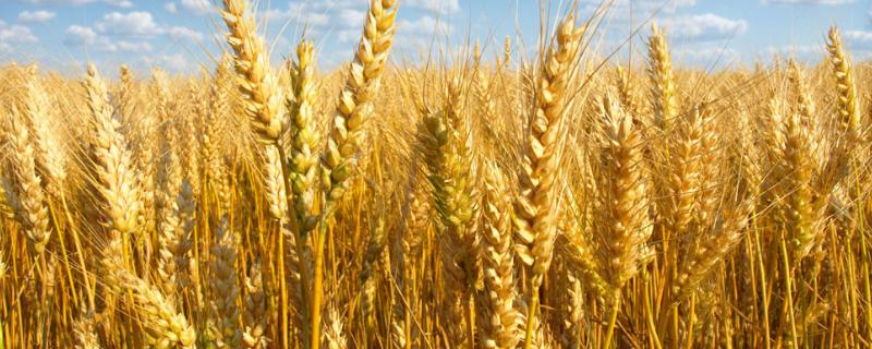 谷神麦19亩产多少斤，附简介 谷神麦19麦种多少钱一斤