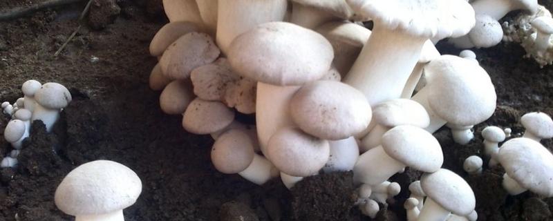 蘑菇菌种制作，如何才能长出蘑菇 蘑菇菌种制作,如何才能长出蘑菇的样子
