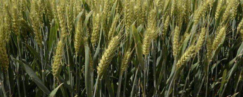 10℃可以种冬小麦吗，冬小麦和春小麦有什么区别