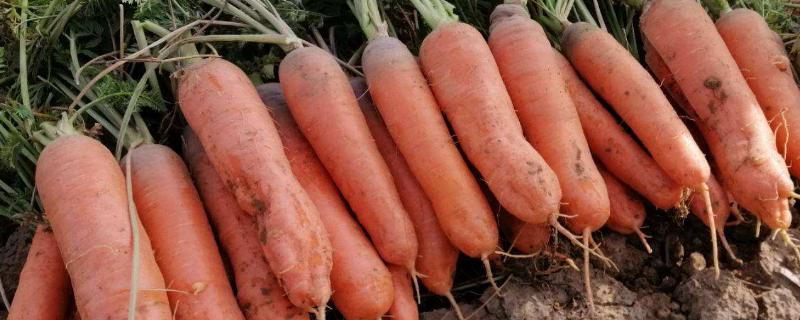 胡萝卜科学种植方法 胡萝卜亩产，附种植方法