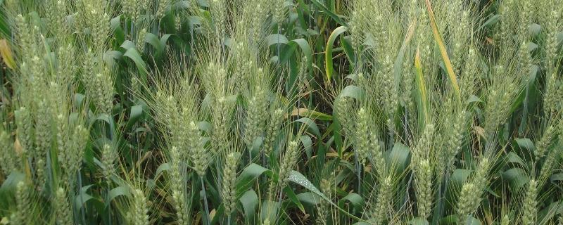 乐土808小麦新品亩产多少斤，附简介（乐土808小麦品种株高是多少）