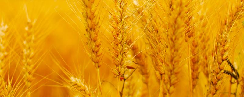 鲁麦507小麦品种简介 鲁研373小麦是新品种，附简介