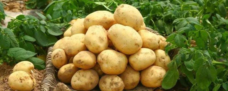 马铃薯对环境条件的要求，附种植方法
