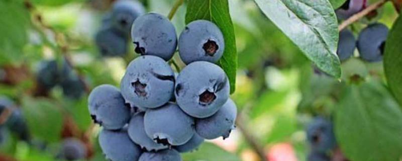 蓝莓苗f6品种优势，附简介 地栽蓝莓苗品种