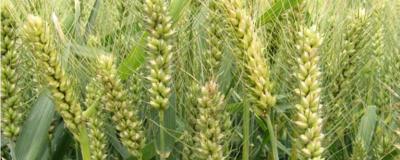 喜麦199小麦品种 稷麦209小麦品种介绍