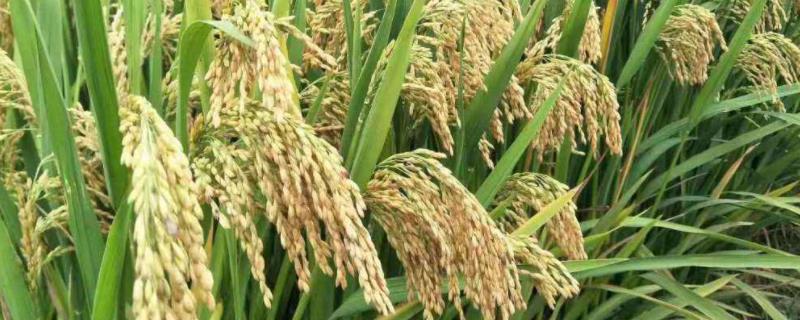 龙粳4131稻种简介 龙粳1624水稻品种特征特性，附简介
