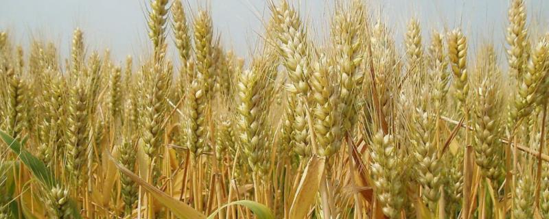 河南短杆高产小麦品种 河南最高产小麦品种