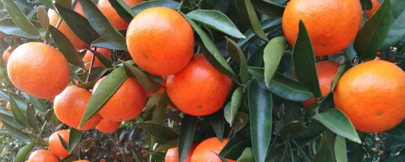 世纪红柑橘今年的价格怎么样 世纪红柑橘品种介绍