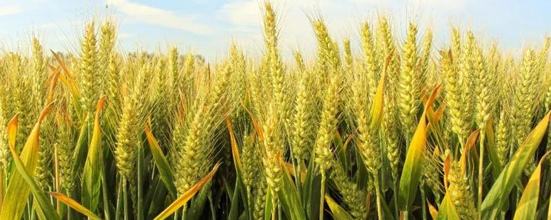周麦40小麦品种产量，附简介 周30小麦品种
