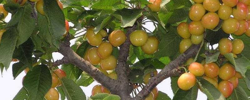 黄蜜大樱桃品种介绍 黄蜜樱桃的品种介绍