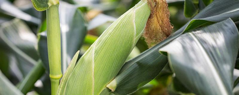 玉米叶子上有黄粉是什么病，是什么原因导致的