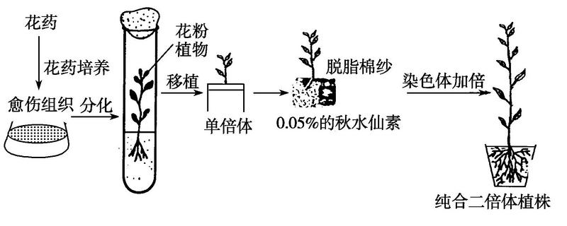 单倍体育种有性生殖还是无性生殖，无性生殖的优点