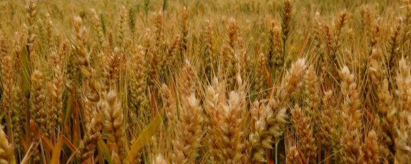 小麦几叶打除草剂，什么温度打合适 小麦几个叶打除草剂
