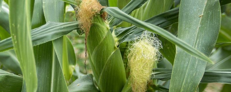 9月份可以种玉米吗，附种植方法 9月份可以种玉米吗?