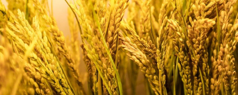 秒懂百科水稻的生长过程 水稻的生长习性，附水稻的生长过程