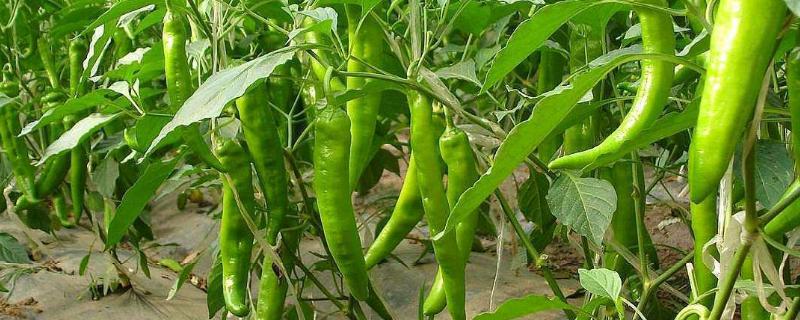 辣椒的生长周期划分 辣椒的生长周期，附辣椒的品种