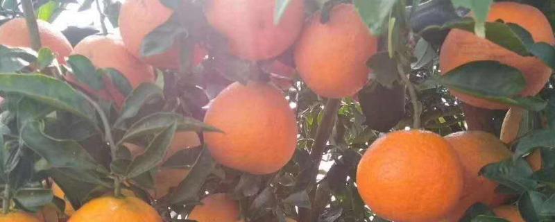 湘南红柑橘品种介绍 适合湖南种植的柑橘品种