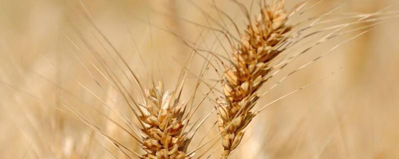 衡观35小麦株高多少，附简介 衡观35小麦生长期