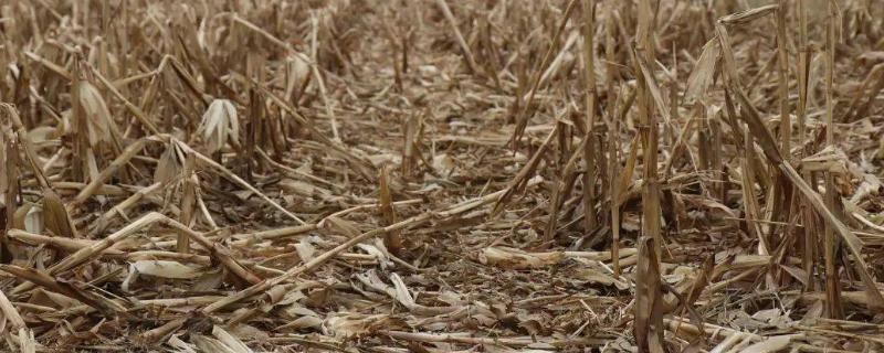 玉米秸秆还田的好处与坏处，附方法 玉米秸秆还田的危害