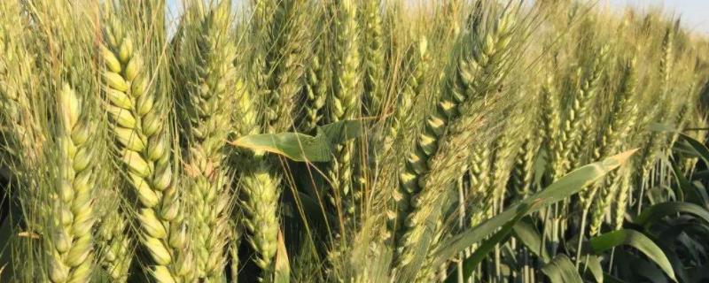 适合河北种植的小麦高产品种 河北省小麦高产品种有哪些