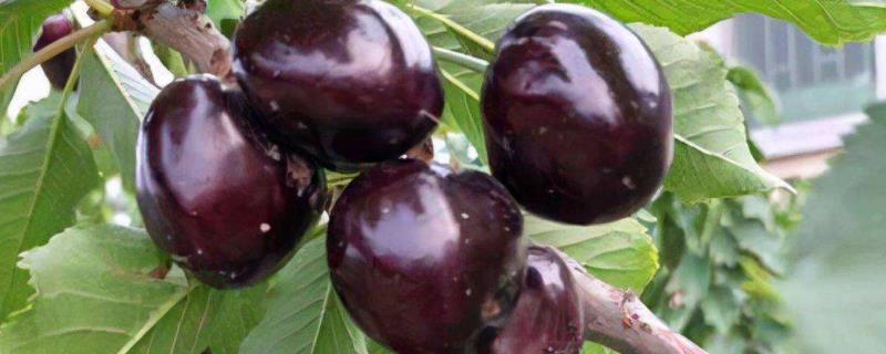 塔玛拉樱桃品种介绍 什么品种给塔玛拉樱桃授粉