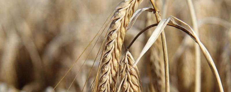 山农25号小麦品种简介 山农25小麦品种简介