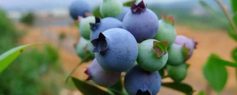 蓝莓蓝宝石品种图片 蓝莓蓝宝石品种介绍
