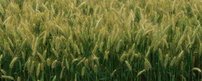 濮麦117品种介绍 濮麦087小麦品种简介