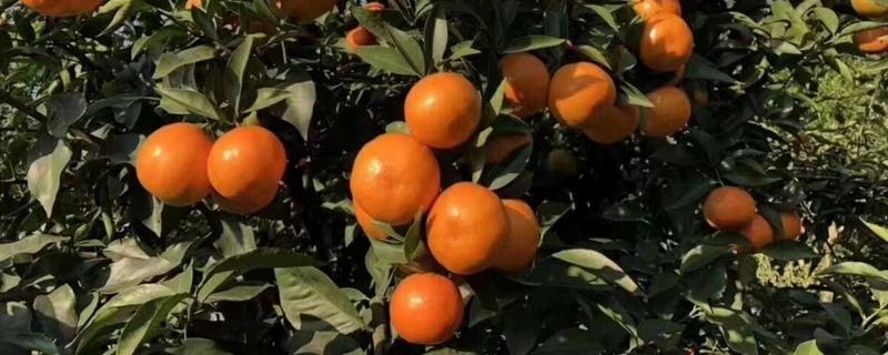 爱莎柑橘成熟期 爱莎柑桔品种简介