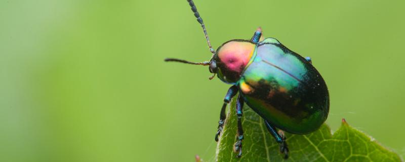如何利用昆虫信息素防治害虫，昆虫信息素为什么是生物防治