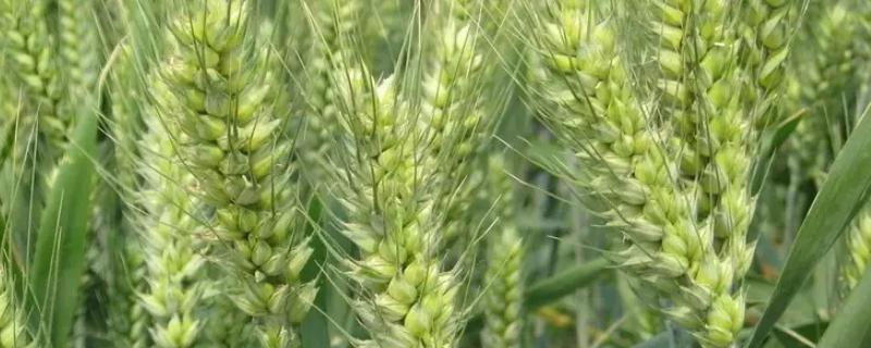 福高2号小麦种子 福高2号小麦种品种特征特性，附简介