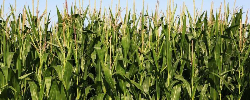 玉米种植技术与管理方法 玉米种植技术与管理