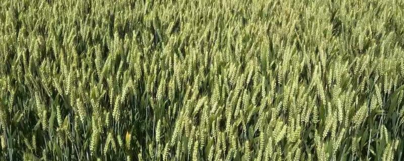 郑麦98小麦品种介绍 郑麦98麦种价是多少