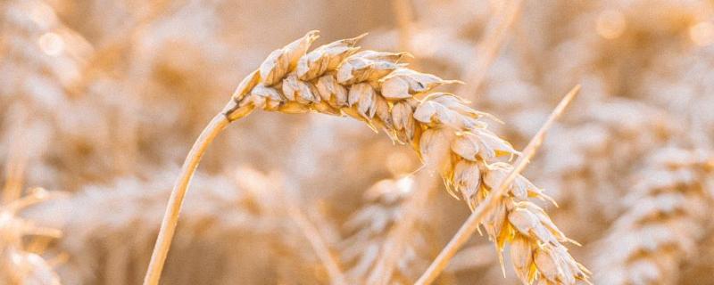 西农100小麦品种简介 西农100小麦品种审定公告