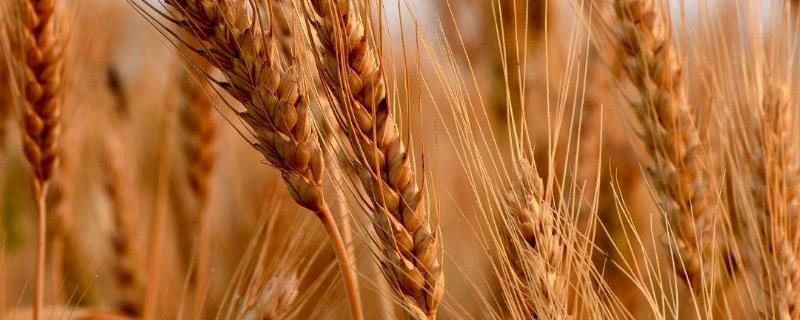 春性高产小麦品种 早熟高产小麦品种