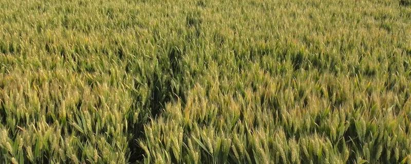 江麦919麦种多少钱一斤 江麦919小麦品种介绍