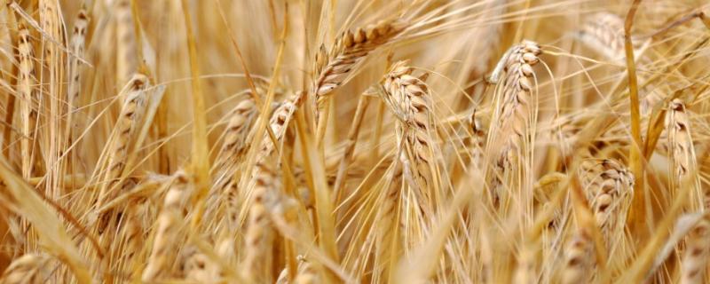 小麦苗期病害及防治方法 小麦苗期病害图解