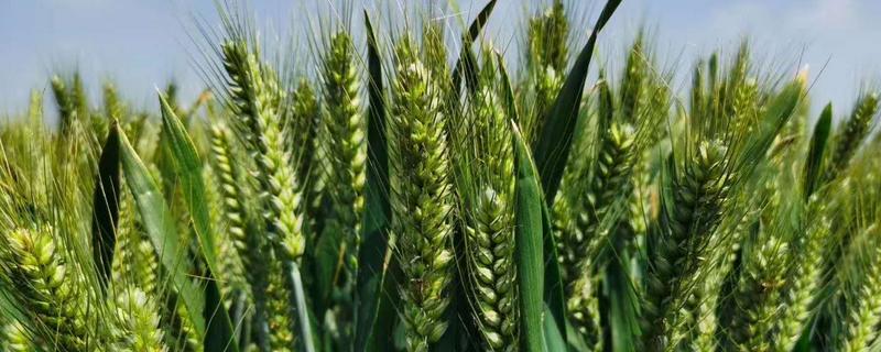 成麦608小麦品种介绍 小麦品种商麦167