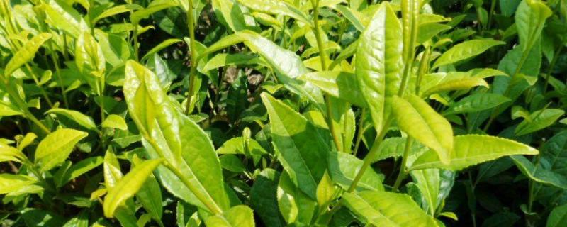 给茶树施什么肥,怎么种植和管理好 给茶树施什么肥，怎么种植和管理