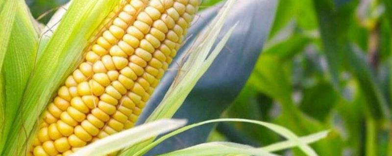 玉米一年种三季的方法 玉米一年可以种几次，附种植方法