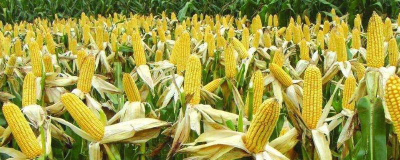 东农258玉米种子简介 东农258玉米品种简介